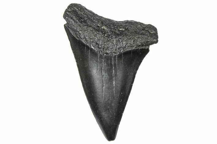 Fossil Broad-Toothed Mako Tooth - South Carolina #360869